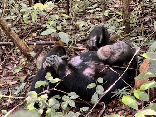 Visiting the Chimpanzees of Bossou [Day #61,&nbsp;01.12.2023]